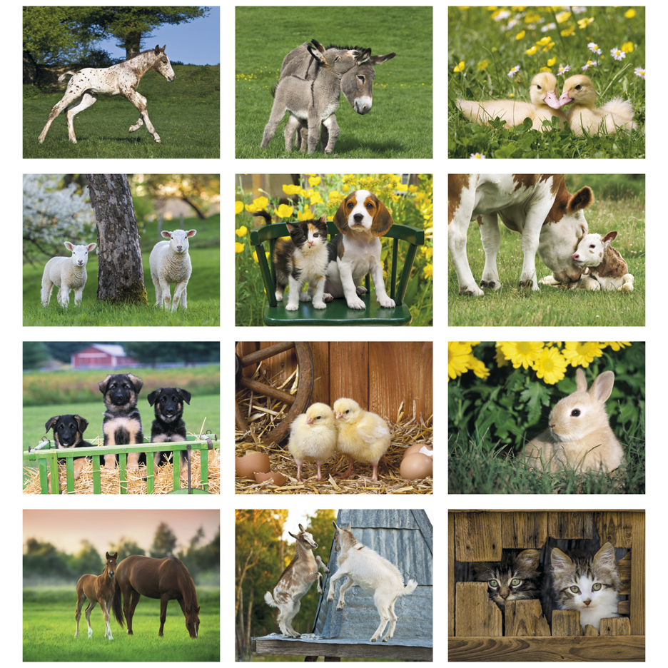domestic animals collage