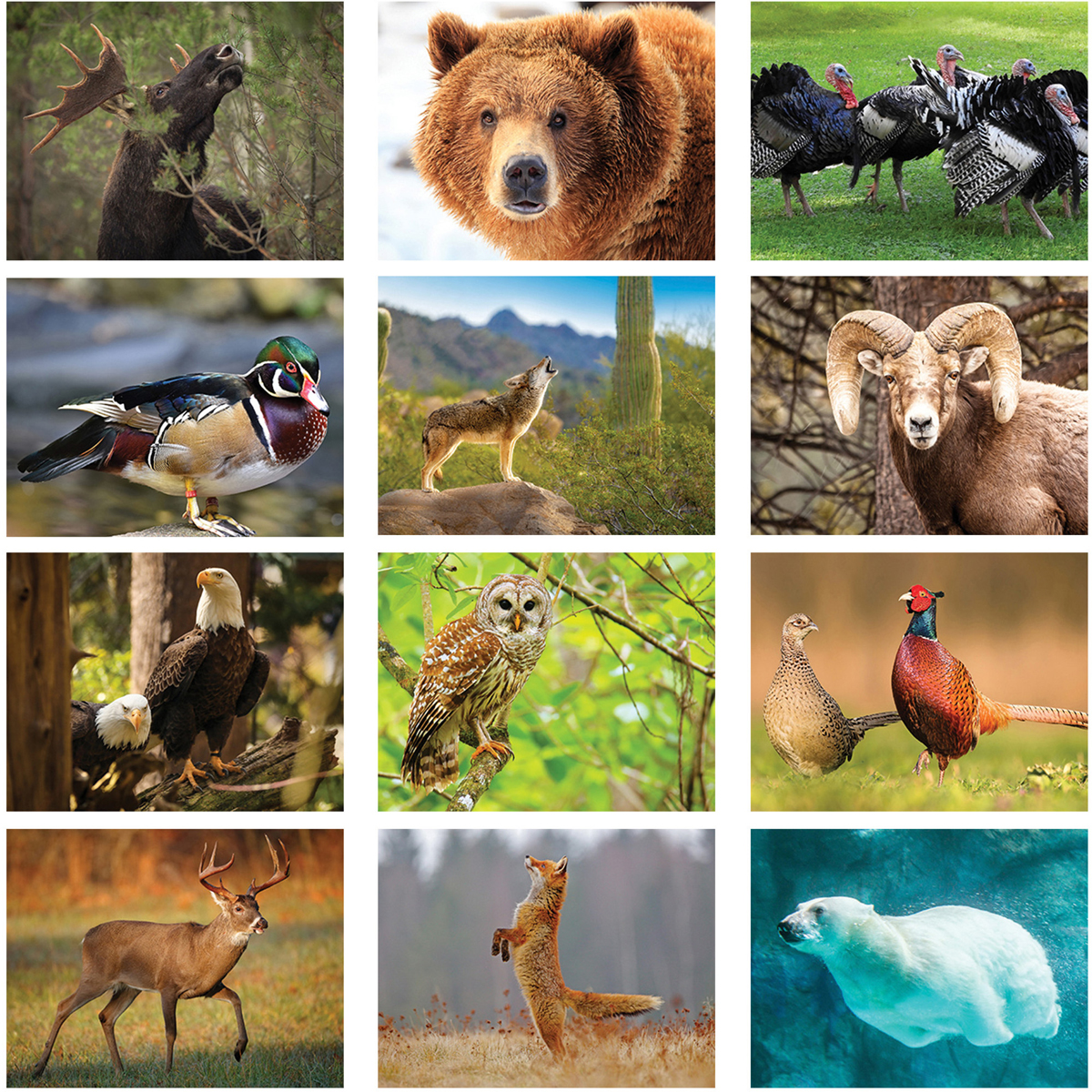2024 Wildlife Calendar 101/2" x 181/4" Promotional Wildlife Calendars