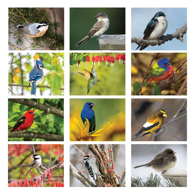 Backyard Birds Calendars