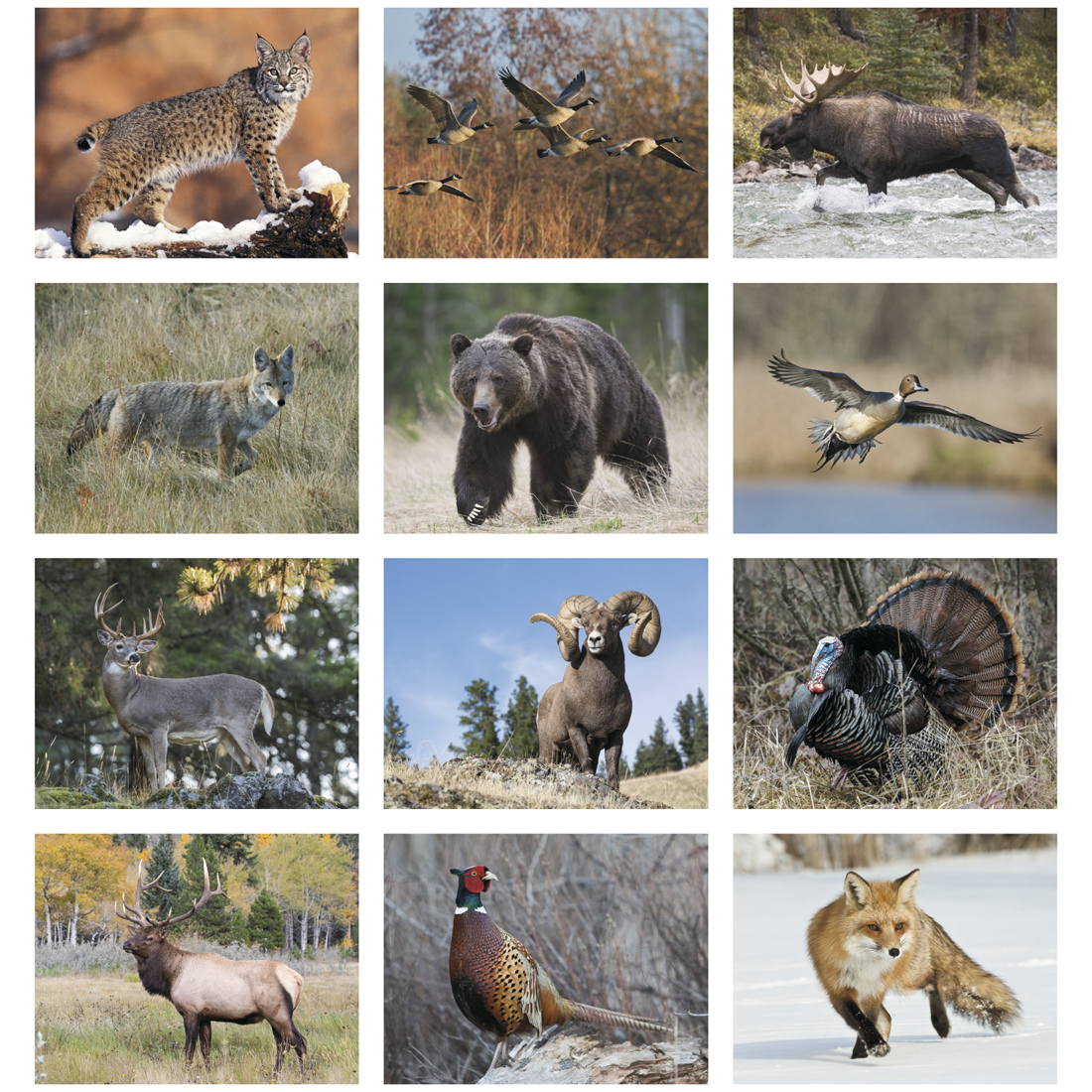 2024 Wildlife II Promotional Wall Calendar | 10-7/8" x 18" Personalized