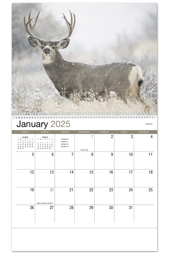 Wildlife Calendar 2024 Black Spiral Bound Audrey Darrelle