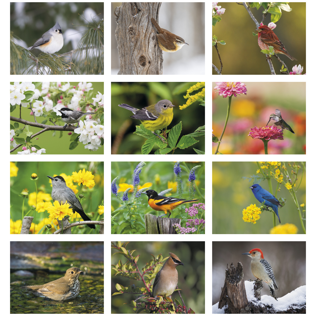 2025 Nature's Songbirds Promotional Wall Calendar 107/8" x 18