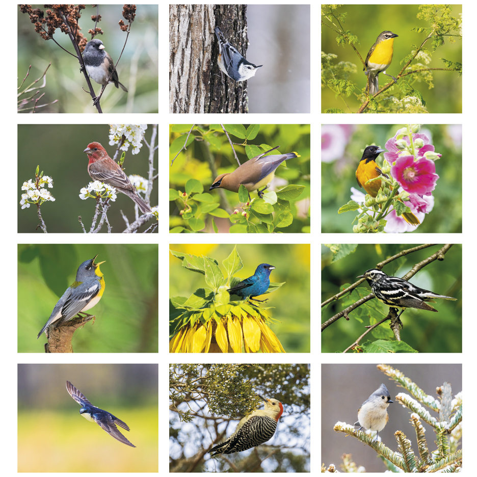 2025 Birds of North America Calendar 11" X 19" Imprinted Staple Bound