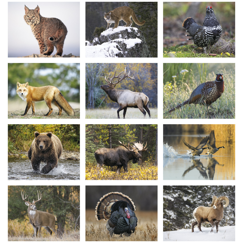 2025 Wildlife Portraits Calendar 11" X 19" Imprinted Staple Bound