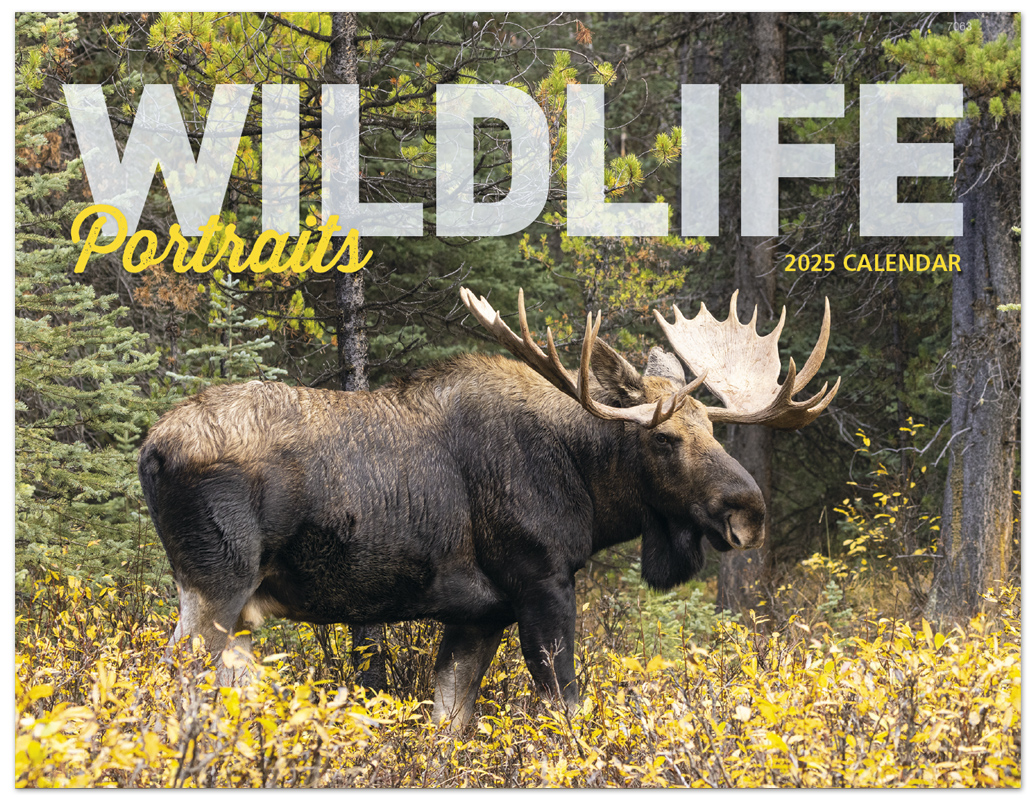 2025 Wildlife Portraits (Window) Calendar 11" x 17" Imprinted Window